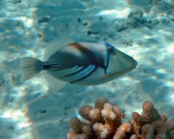 Taken in Moorea in 2005. Available light using Nikon D70.... by Tom Blackburn 